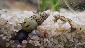 Biofilm na skle. Zoom 3x, normálně není vidět.