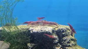 Odsunutý kámen odhalil vrstvu černé řasy. Úklidová četa se dala do práce a do druhého dne byla pryč.