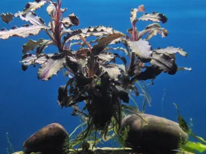 Bucephalandra se po několika měsících plně aklimatizovala a kromě listů jí začaly růst i kořeny.