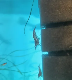 Neocaridina dočasně tyrkysová :-)