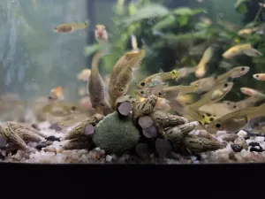 V návodu psali "potrava pro pancéřníky"