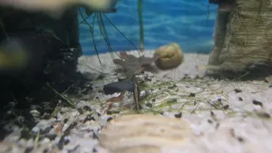 Podle AI bych měl uhynulou rybu neprodleně odstranit, ale copak mohu, když jim tak chutná?