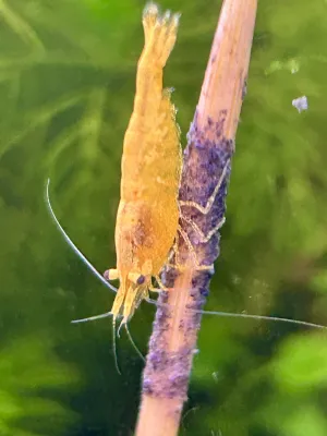 krevetka na lízátku