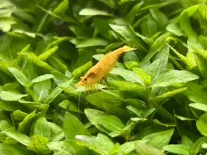 Krevetka na staurogyne repens