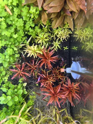 Místo limnophil jsem dal rotaly.