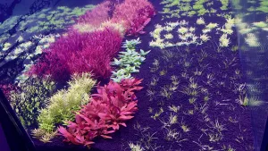 24. den po založení