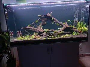 První týden po založení