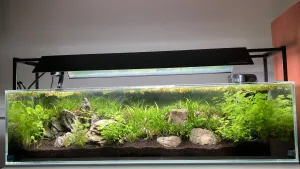 pridané čierne pozadie 