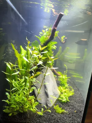 3.3.2026 - zákal z boku