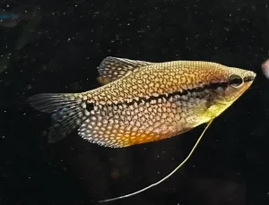 Čichavec perleťový