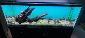 po prvním osázení