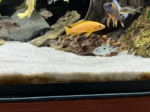 neolamprologus Leleupi