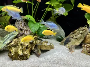 Labidochromis caeruleus "Kakusa"