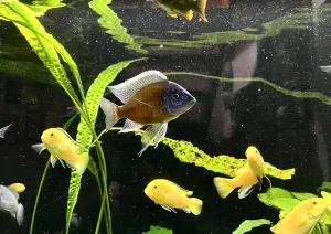 Copadichromis Borleyi red fin