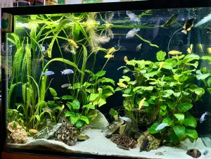 Po krmení s Julidochromis Regani a Lamp. Leleupi