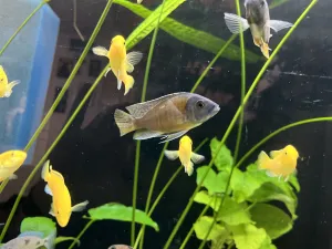 Copadichromis Borleyi Kadango