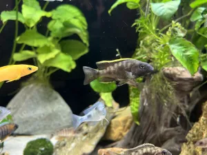 Otopharynx lithobates black oranz dorsal