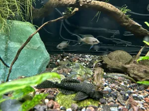 Neolamprologus brichardi   noví spolubydlící