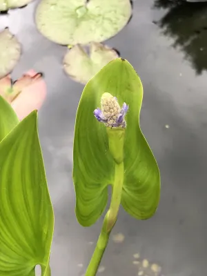 Pondeteria cordata začíná kvést