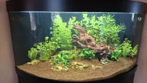 HF
