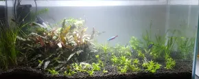 HF