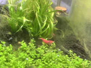 Koupil jsem krevetky sakura red protoze jsem uz videl ze se mi tam rozmnozuji sneci