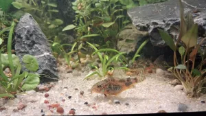Cory 1