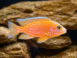 Nový mladý samec Fire fish.