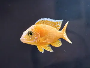 Mladý samec Aulonocary Fire fish