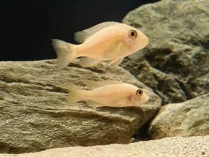 Mladé samice Aulonocary Fire fish