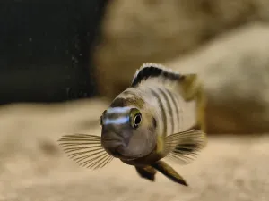 Mladý samec Pseudotropheus saulosi