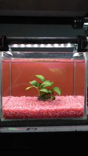 6.9. Anubias barteri nana na kamínku + světlo 10%
