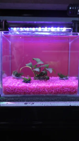 10.9. Taxiphyllum flame moss na kamínku
