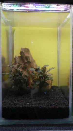 vložen kámen dragon