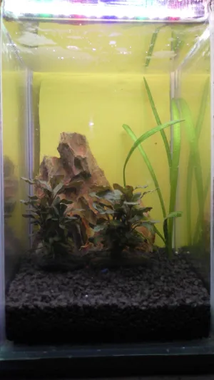 zasazena sagittaria