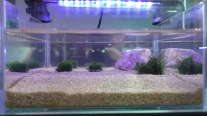 vložen mech taxiphyllum flame moss