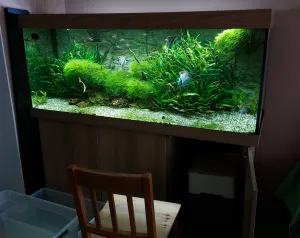 Těsně před stěhováním, bohužel většina rybek to ve vedru nezvládla...