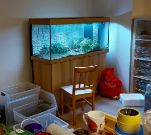 bleskové založení nové nádrže, zatímco rybky čekají ve vedru v boxech..