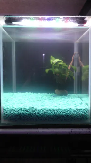anubias na kořínku a kamínku + světlo 10%