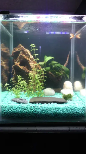 taxiphyllum flame moss na kamínku + světlo 30%