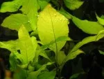 Hygrophila Cherry leaf