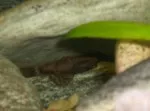 RYBIČKY - ancitrus (jeskyně)
