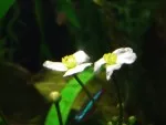 ještě jednou květ aschersonianu
