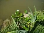 vodní hiacint asi 45 kusů