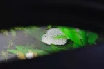 čichavcovo dílo-pěnové hnízdo
