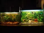 moje dvě akvária