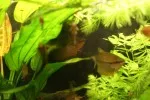 Pár čichavců, na skle rozmazané mláďata krunýřovců