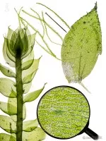 Vesicularia reticulata