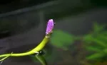 kvet Aponogeton longiplumulosus