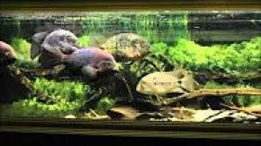 Moje "malé" akvárko